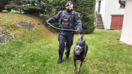 policie psovod